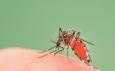 Pokhara, Nepal sees largest outbreak of Dengue Fever